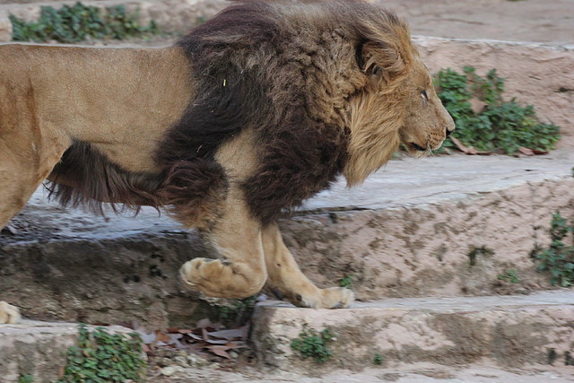 Zoo de Barcelona 31-01-12 448 Zoo de Barcelona 31-01-12 448