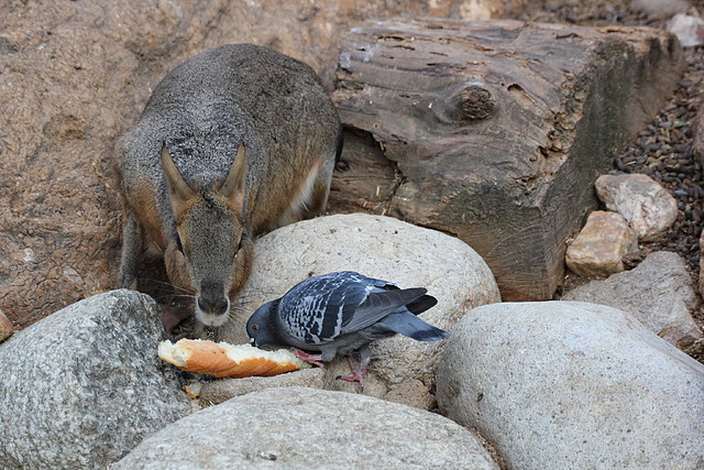 Zoo de Barcelona 31-01-12 196 Zoo de Barcelona 31-01-12 196