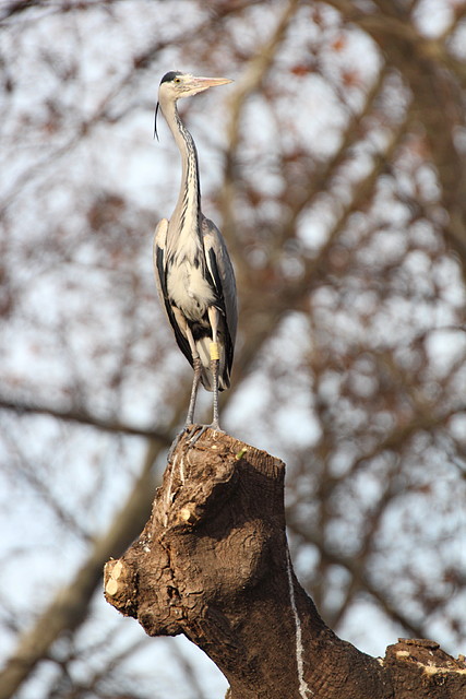 Zoo de Barcelona 31-01-12 144 Zoo de Barcelona 31-01-12 144