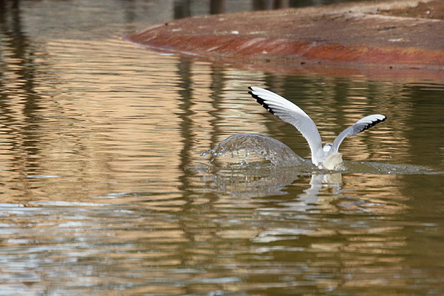 Zoo de Barcelona 31-01-12 031 Zoo de Barcelona 31-01-12 031