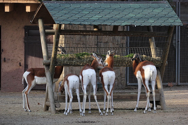 Zoo de Barcelona 31-01-12 132 Zoo de Barcelona 31-01-12 132