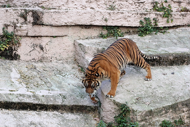 Zoo de Barcelona 31-01-12 445 Zoo de Barcelona 31-01-12 445