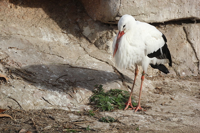 Zoo de Barcelona 31-01-12 005