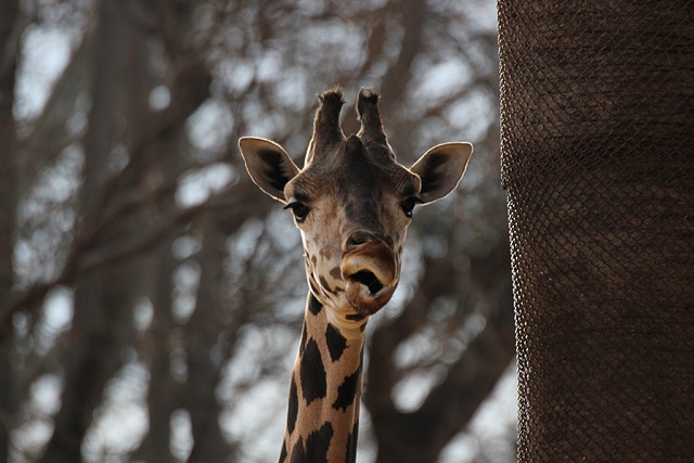 Zoo de Barcelona 31-01-12 038 Zoo de Barcelona 31-01-12 038