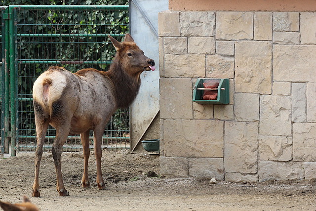 Zoo de Barcelona 31-01-12 052 Zoo de Barcelona 31-01-12 052