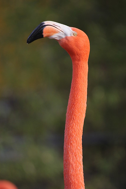 Zoo de Barcelona 31-01-12 019 Zoo de Barcelona 31-01-12 019