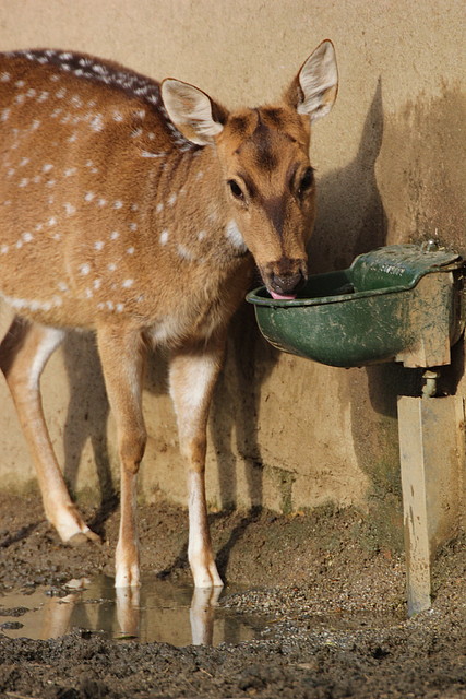 Zoo de Barcelona 31-01-12 040 Zoo de Barcelona 31-01-12 040