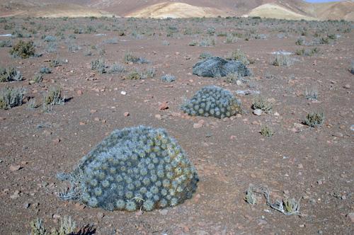 Copiapoa taltalensis fma.desertorum