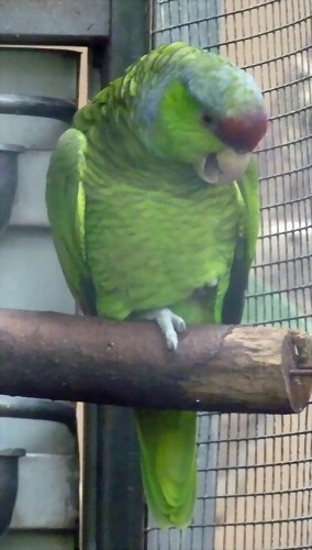 Amazona finschi Amazona finschi