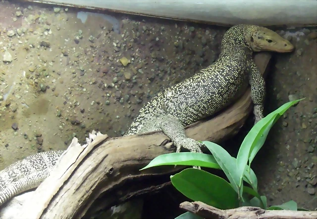 Varanus melinus (14-8-13 Zoo de Praga) Varanus melinus (14-8-13 Zoo de Praga)
