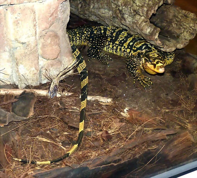 Varanus cumingi 2 (31-7-21 Oasys Mini Hollywood) Varanus cumingi 2 (31-7-21 Oasys Mini Hollywood)