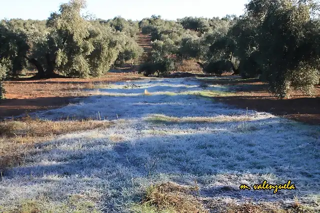 01, hielo en el campo, marca