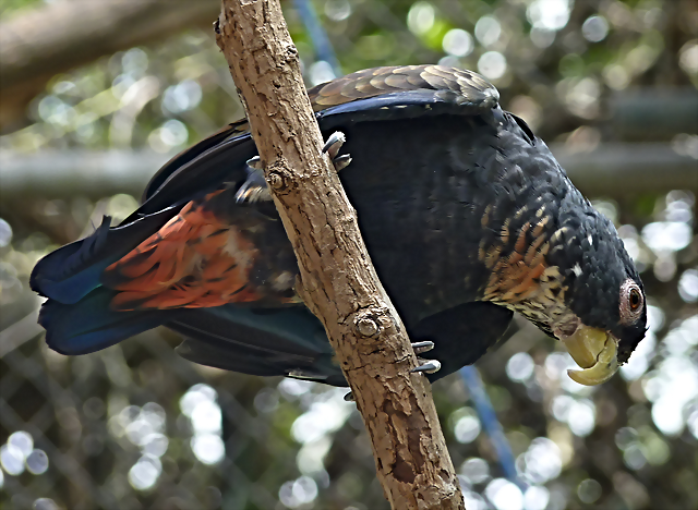 Pionus chalcopterus 2 (1-10-23 Zoo de Quito) Pionus chalcopterus 2 (1-10-23 Zoo de Quito)