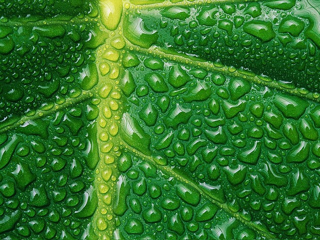 Fresh and Cool Fresh and Cool