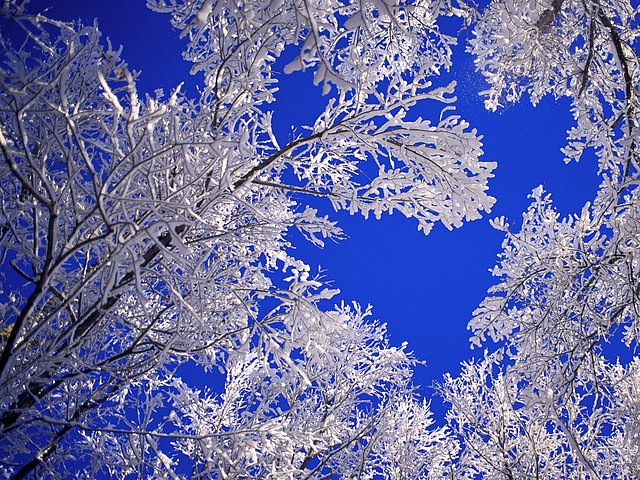 Frosted Trees, Boulder, Colorado Frosted Trees, Boulder, Colorado