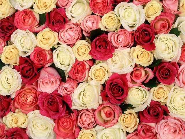 Fragrant Roses Fragrant Roses