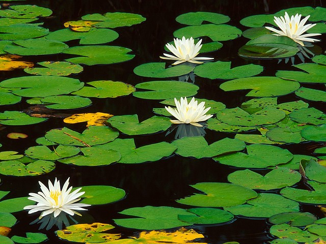 Fragrant Waterlily Fragrant Waterlily