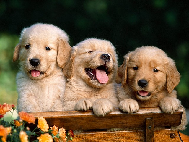Friends Forever, Golden Retriever Puppies Friends Forever, Golden Retriever Puppies