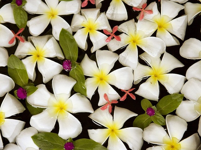Frangipani Flowers in Water, Thailand Frangipani Flowers in Water, Thailand