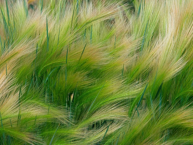 Foxtail Barley Foxtail Barley