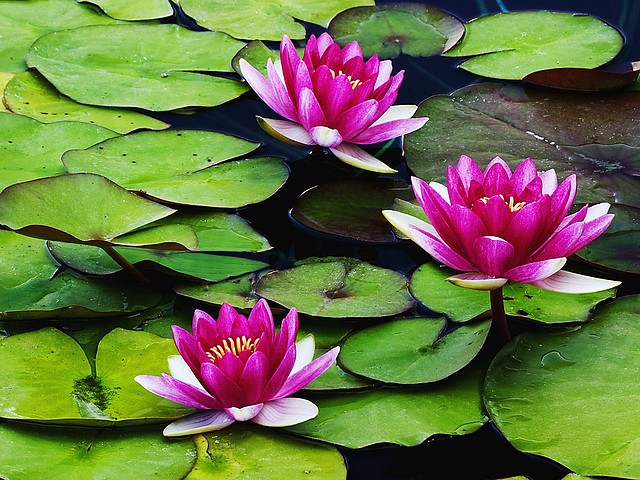 Fragrant Water Lilies Fragrant Water Lilies