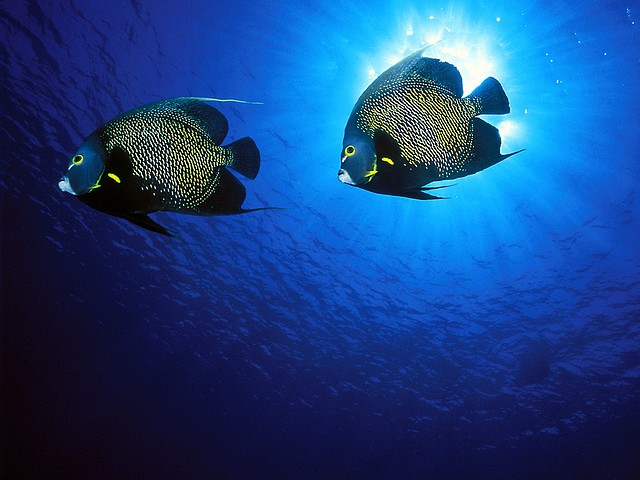 French Angelfish French Angelfish