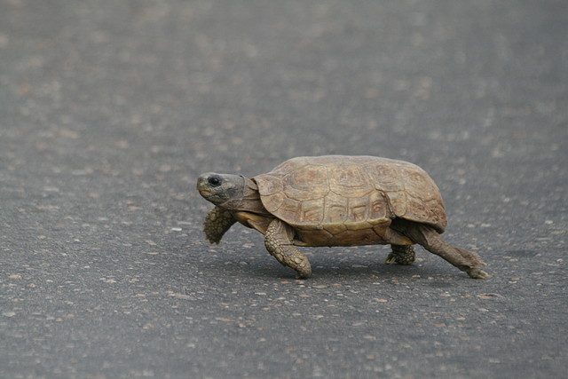 Johannesburg Kruger març 2009 1345