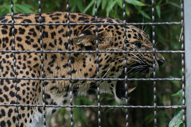 Zoo de Barcelona 23-07-2010 277 Zoo de Barcelona 23-07-2010 277