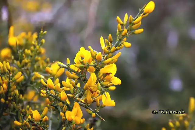 38, anuncio de primavera, marca6