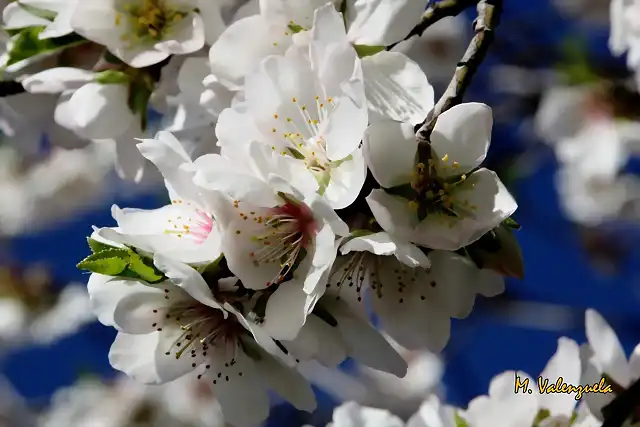 014, flor  blanca del almendro, marca