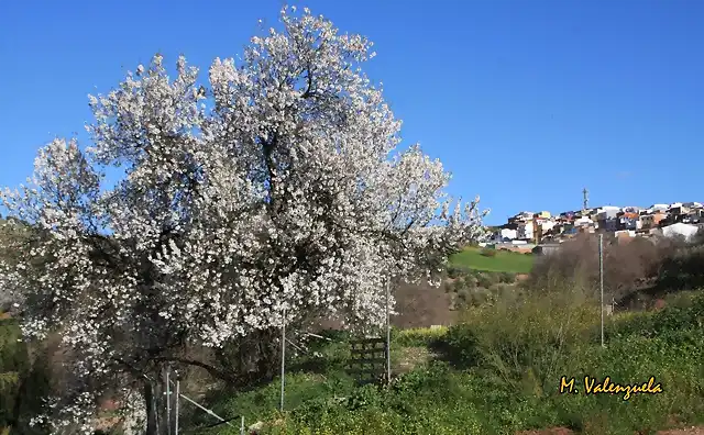 002, almendro junto al camino, marca