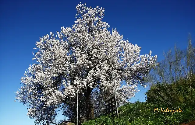 003, almendro junto al camino 2, marca