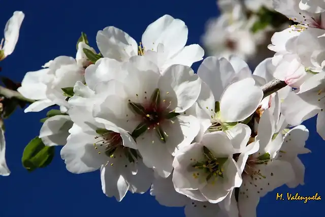 005, flores de almendro 2, marca