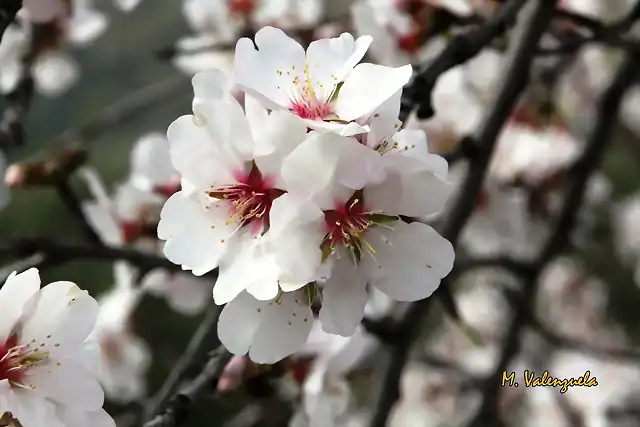 011, flor de al mendro, marca