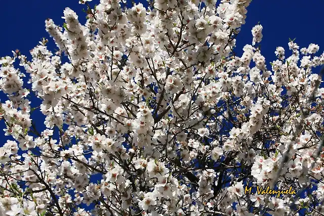 004, flores de almendro, marca