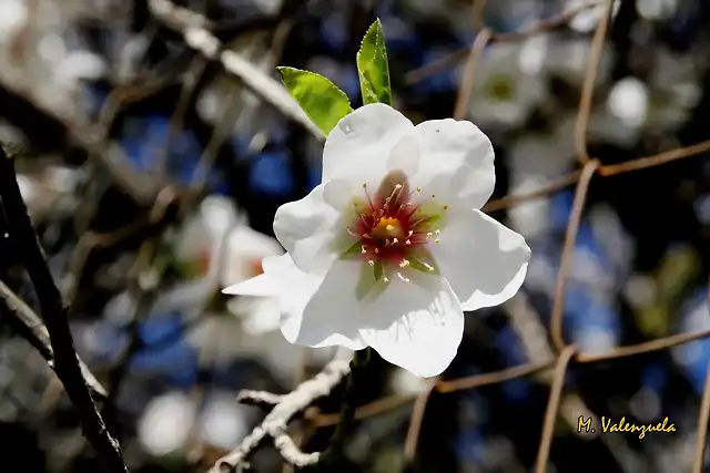 006, flore entre rejas, marca