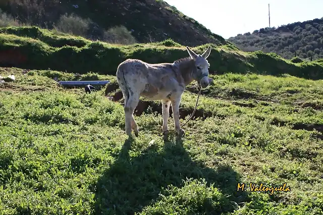 007, burro al sol, marca