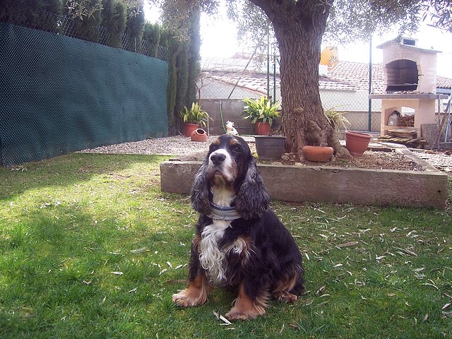 copiloto y amigo