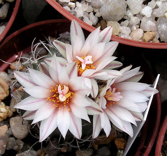 T.hoferi