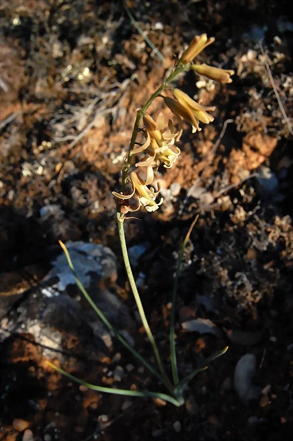 Dipcadi serotinum