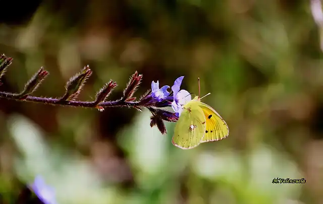 15, mariposa, marca