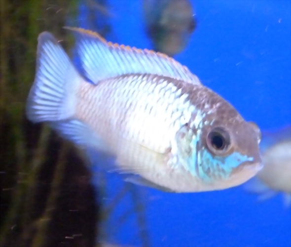 Andinoacara pulcher 'Electric Blue' Andinoacara pulcher 'Electric Blue'