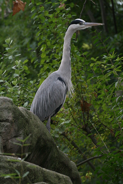 Zoo de Barcelona 17-11-10 097 Zoo de Barcelona 17-11-10 097