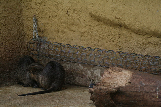 Zoo de Barcelona 17-11-10 108 Zoo de Barcelona 17-11-10 108