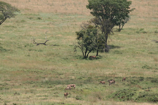 Kgaswane Nature Reserve 14-02-09 252 Kgaswane Nature Reserve 14-02-09 252