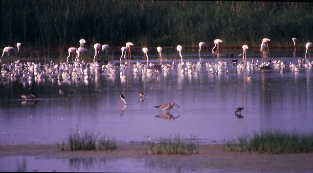 flamencos