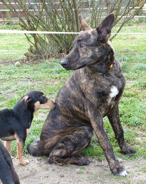 dingo1 dingo1