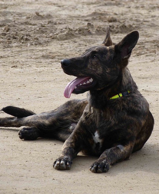 dingo4 dingo4