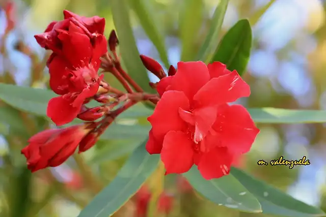 010, flor de la adelfa, marca