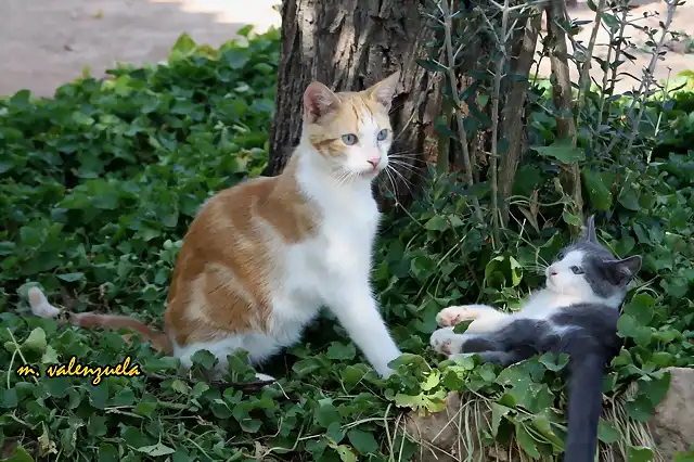 003, gatos jugando en las caadas, marca